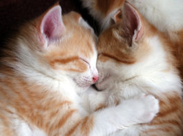 5 Easy Ways To Care For Your Cat cat care tips
