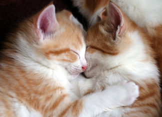 5 Easy Ways To Care For Your Cat cat care tips