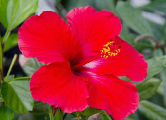 Benefits Of Hibiscus In Hair Care Benefits Of Hibiscus