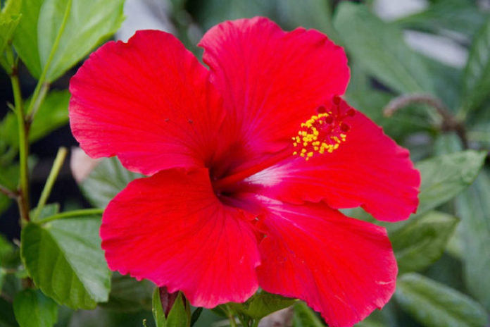 Benefits Of Hibiscus