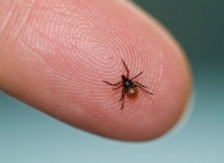 10 Effective Home Remedies To Treat Lyme Disease Home Remedies To Treat Lyme Disease