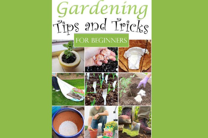gardening tips for beginners