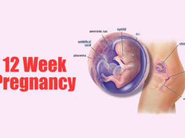 What to Expect at 12 Weeks Pregnant 12 weeks pregnant