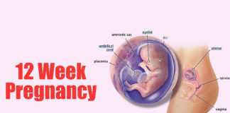 What to Expect at 12 Weeks Pregnant 12 weeks pregnant