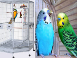 Best Bird Cages for Parakeets Which are Truly Worth the Investment best cages for parakeets
