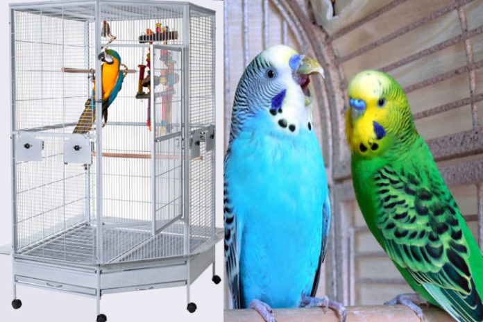 best cages for parakeets