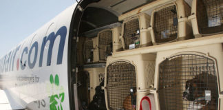Things You Need To Know When You Plan To Fly With Your Pet fly with your pet