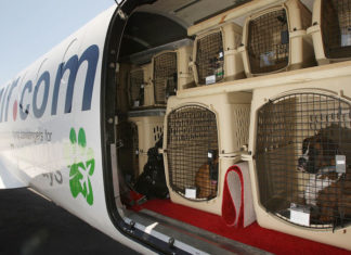 Things You Need To Know When You Plan To Fly With Your Pet fly with your pet