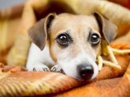 Some Mistakes That Pet Owners Make Which Are Too Risky Mistakes that pet owners make