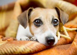 Some Mistakes That Pet Owners Make Which Are Too Risky Mistakes that pet owners make