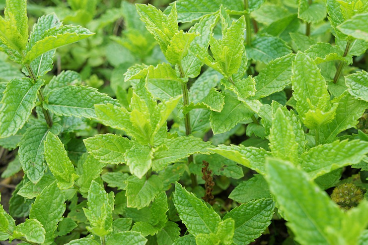 Mint leaves toner