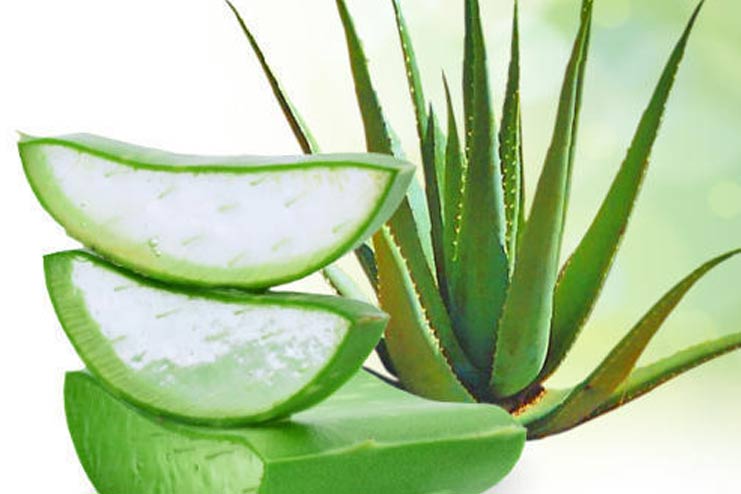 Aloe-Vera