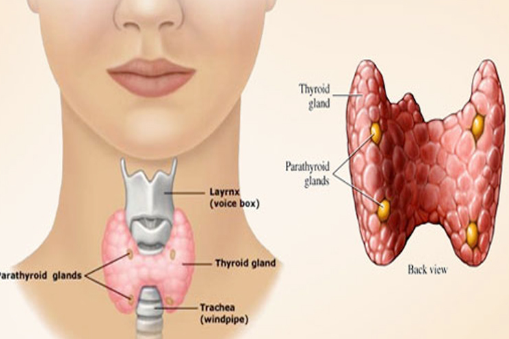 Thyroid Gland