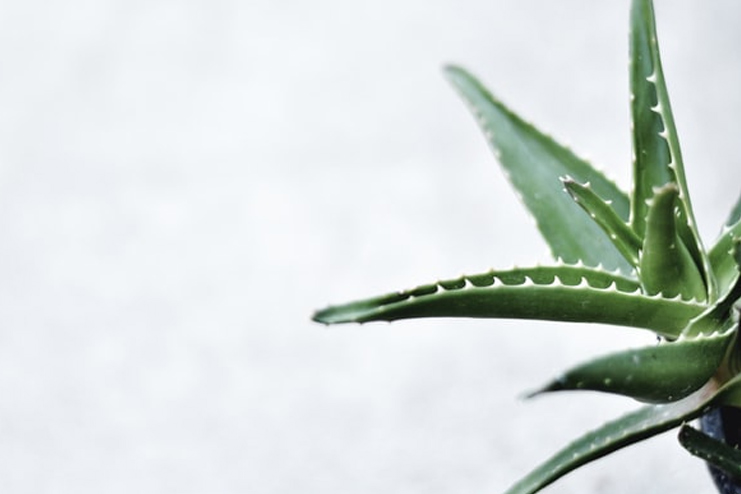 Hydrate-with-Aloe