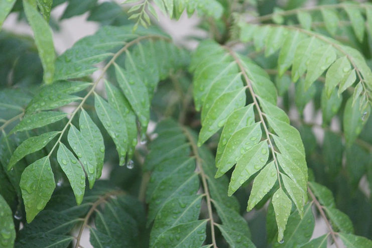 Curry-Leaves