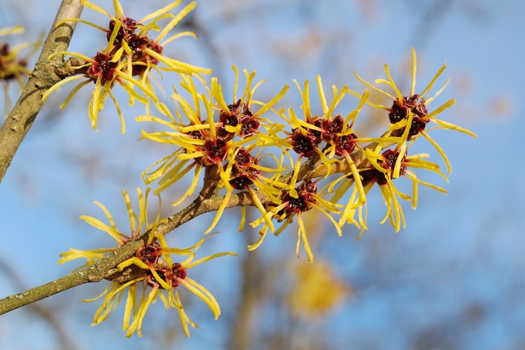 Witch-Hazel