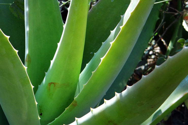 Aloe-Vera