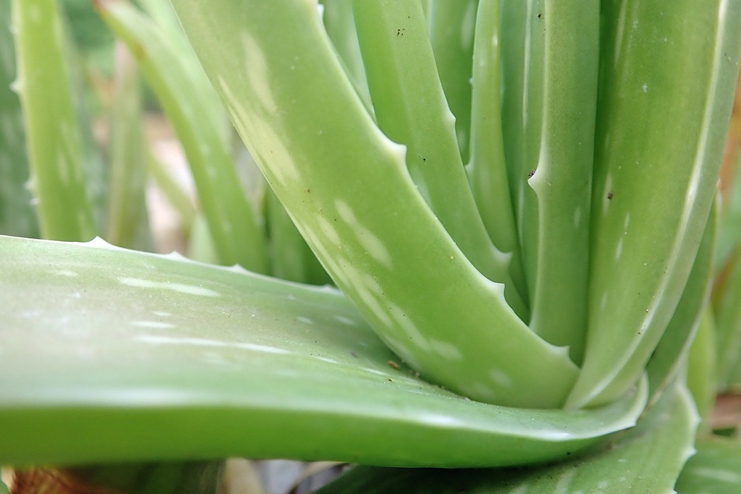 Aloe Vera