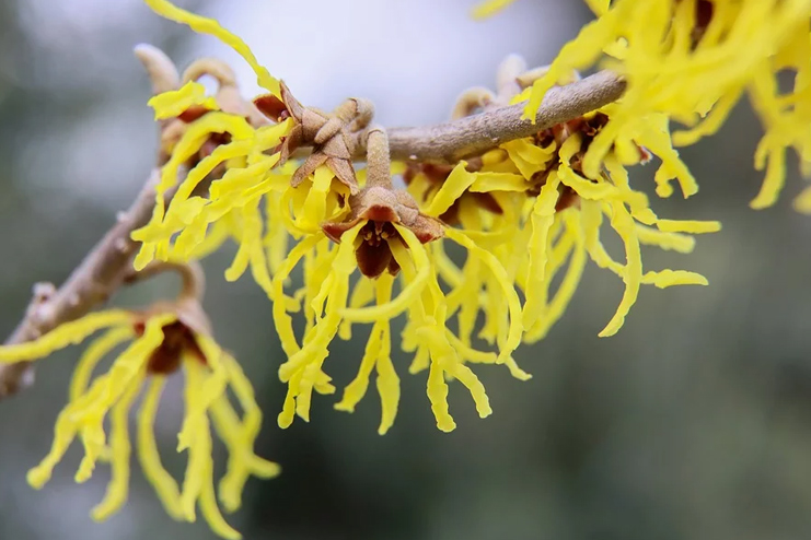 Witch-Hazel