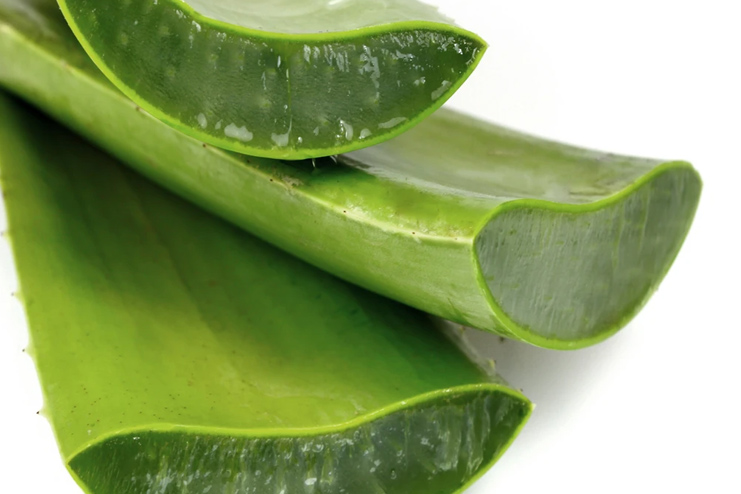 Rich With Active Compounds Aloe Vera