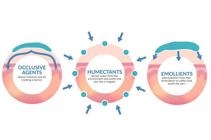 What Is The Similarity And Difference In Humectants, Emollients And Occlusive