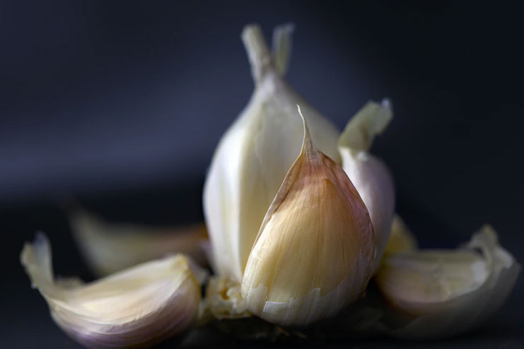 Garlic