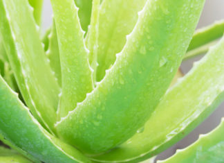 11 Useful Ways To Use Aloe Vera For Stretch Marks 12 Useful Ways To Use Aloe Vera For Stretch Marks