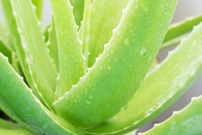 When aloe vera is mixed with potent home remedies such as coconut oil, oliv...
